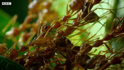 How Ants Are Used For Agriculture in Thailand