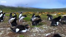 Bereaved Penguins Attempt to Kidnap Young Chicks