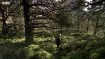 Capercaillie- The Bizarre Grouse of the Scottish Highlands