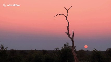 Stunning! Rare "equinox supermoon" rises over African savanna