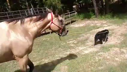 Insolite : ce cheval se fait promener par un chien