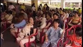 Thai Government Trying to Make Thailand Rabies Free By 2020