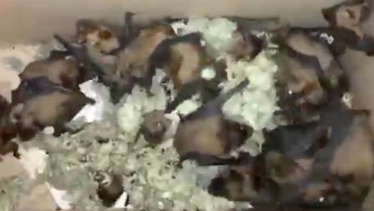 Bats Thriving After Being Found In Dumpster