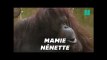 Nénette, la star du Jardin des Plantes va avoir 50 ans