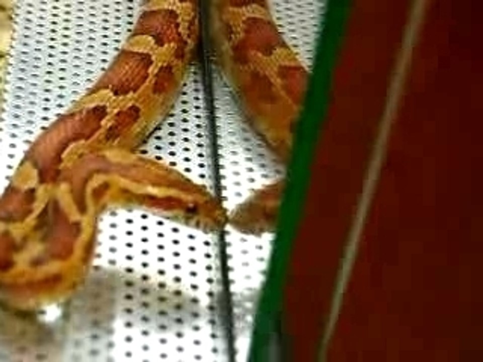 Pantherophis guttatus forme normale type miami