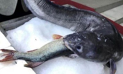 Görenleri hayrete düşürdü! Tam 3 metre boyunda