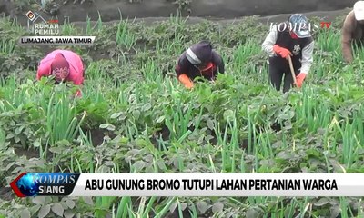 Abu Gunung Bromo Tutupi Lahan Pertanian Warga di Lumajang