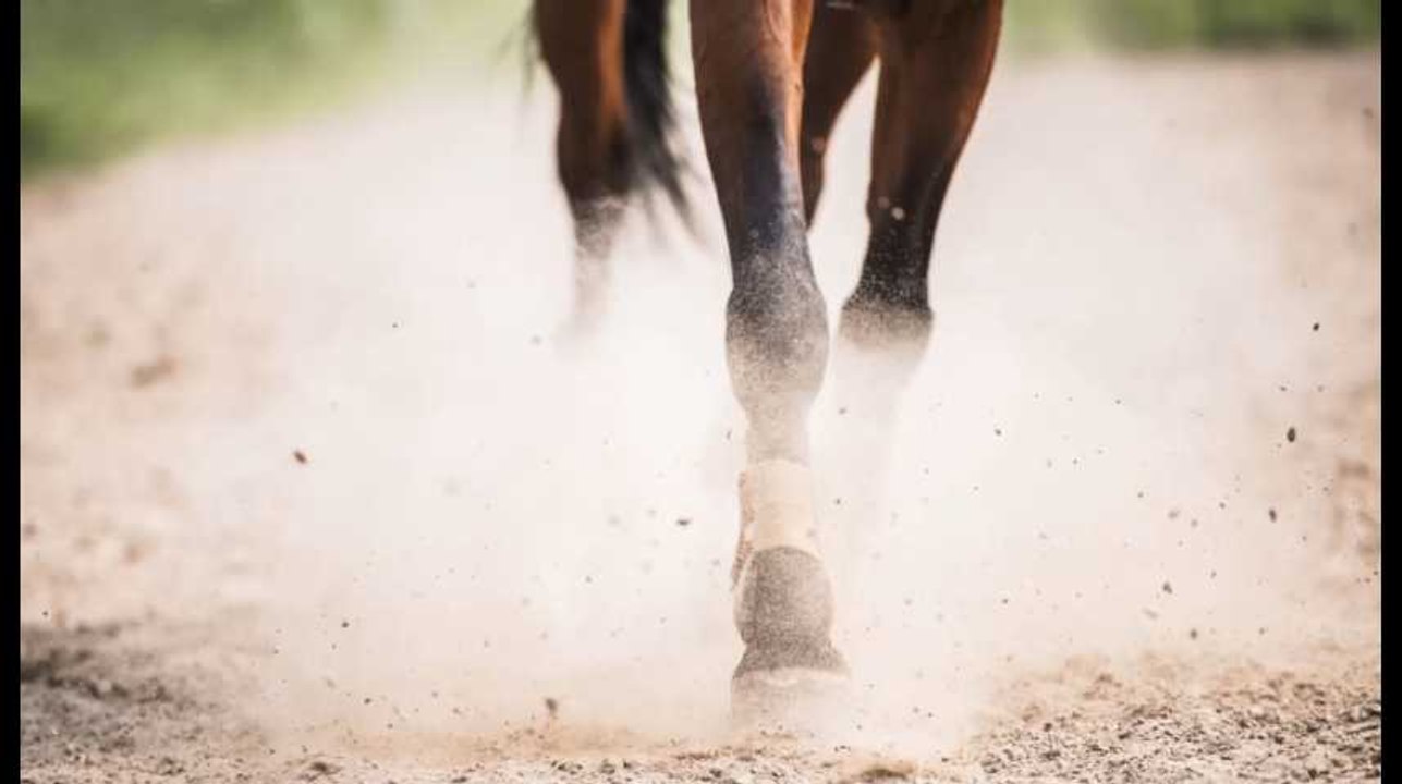 Femme Morte Après Rapport Avec Un Cheval Dramatique accident à Namur: Eliza, 14 ans, a été traînée sur 500