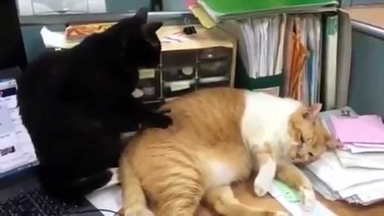 Komik Kediler :)
