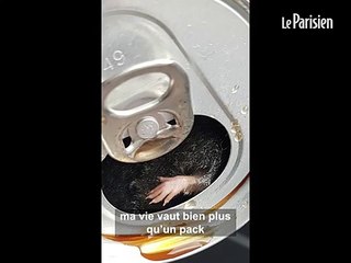 Il découvre un rongeur dans sa canette de Coca-Cola