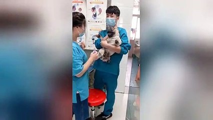 Hysterical pug screams just like a human during manicure
