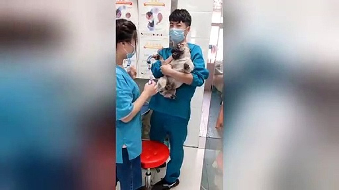 Hysterical pug screams just like a human during manicure