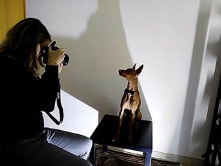 Model dog poses perfectly for fashion photographer