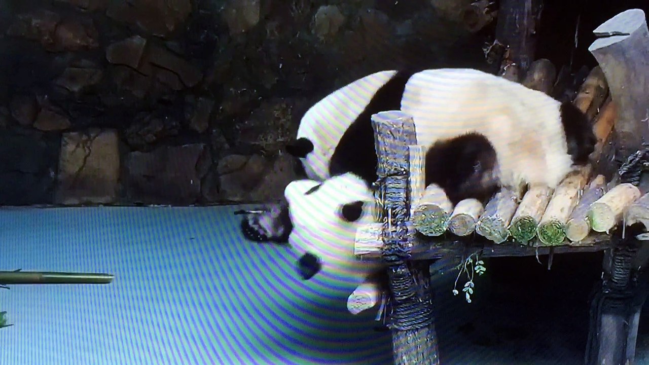 Panda Eat Bamboo and Play