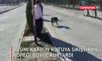 Başına karton kutu sıkışan köpeği, duyarlı vatandaş kurtardı