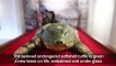 Eternal shell: Sacred turtle embalmed in Hanoi