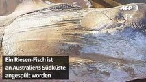 Riesen-Fisch an Südküste Australiens angespült