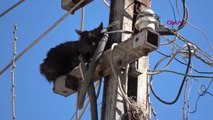 Şanlıurfa Elektrik Direğinde Mahsur Kalan Kediyi İtfaiye Kurtardı