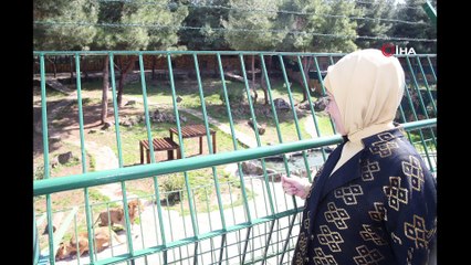 Emine Erdoğan, eşine hediye edilen aslanları gördü