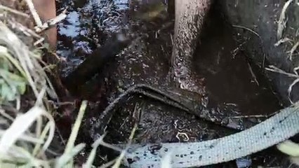 [EXTRAIT 2] Les trésors des marais