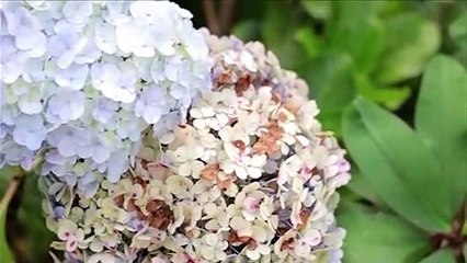 Humaira - Cahaya Rasul 🎶: Ulasan dan Cara Aktifkan NSP Telkomsel & Indosat