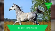 TOP des races de chevaux les PLUS CONNUS !