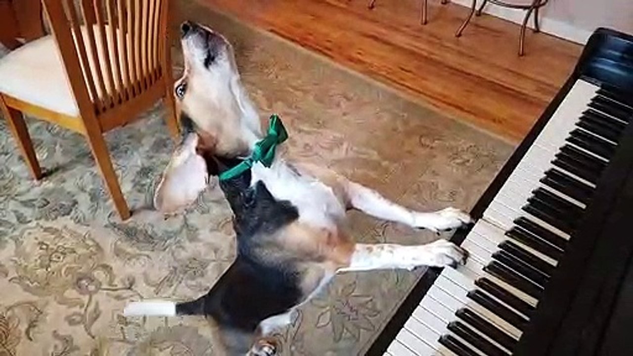 Un chien chante en jouant du piano
