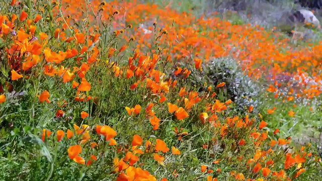 Le champ de coquelicots est vraiment une tendance sur les réseaux sociaux...