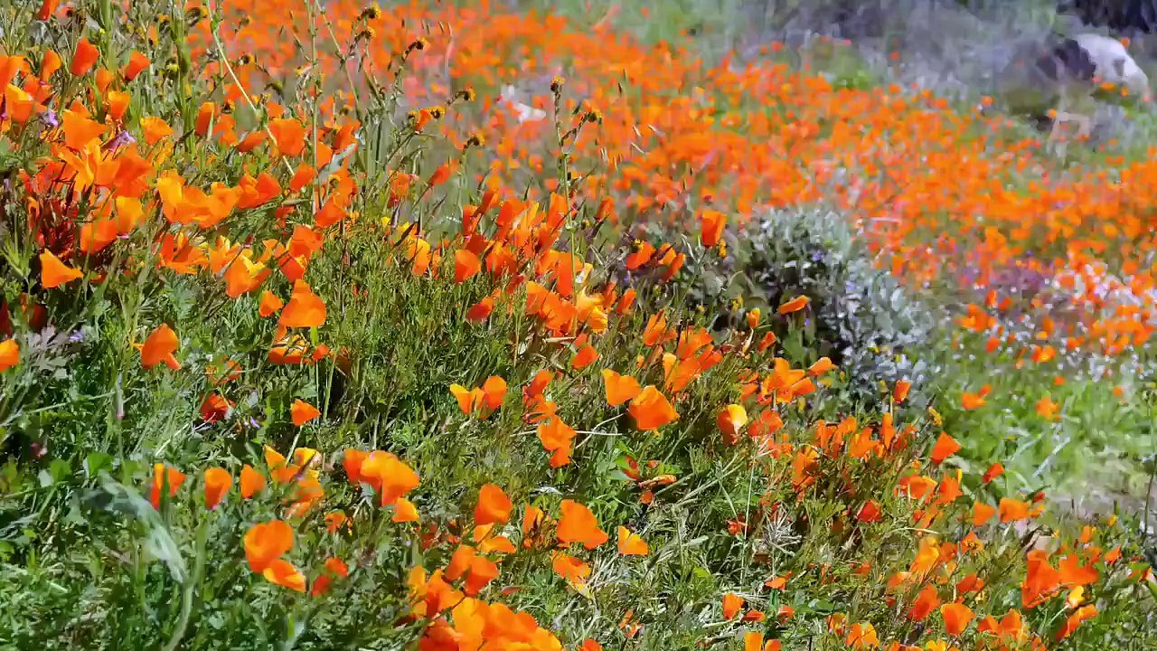 Le champ de coquelicots est vraiment une tendance sur les réseaux sociaux...