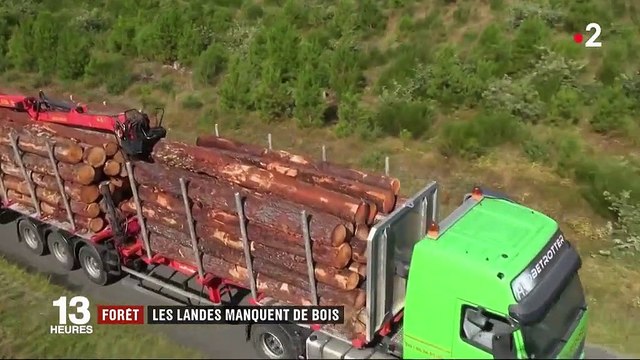 Forêt : après la tempête de 2009, les Landes manquent de bois