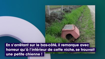 Un homme voit une niche au bord de la route et y trouve quelque chose de choquant