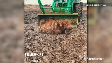 Incredible footage of delicate tractor operation to save cow stuck in mud from flooding