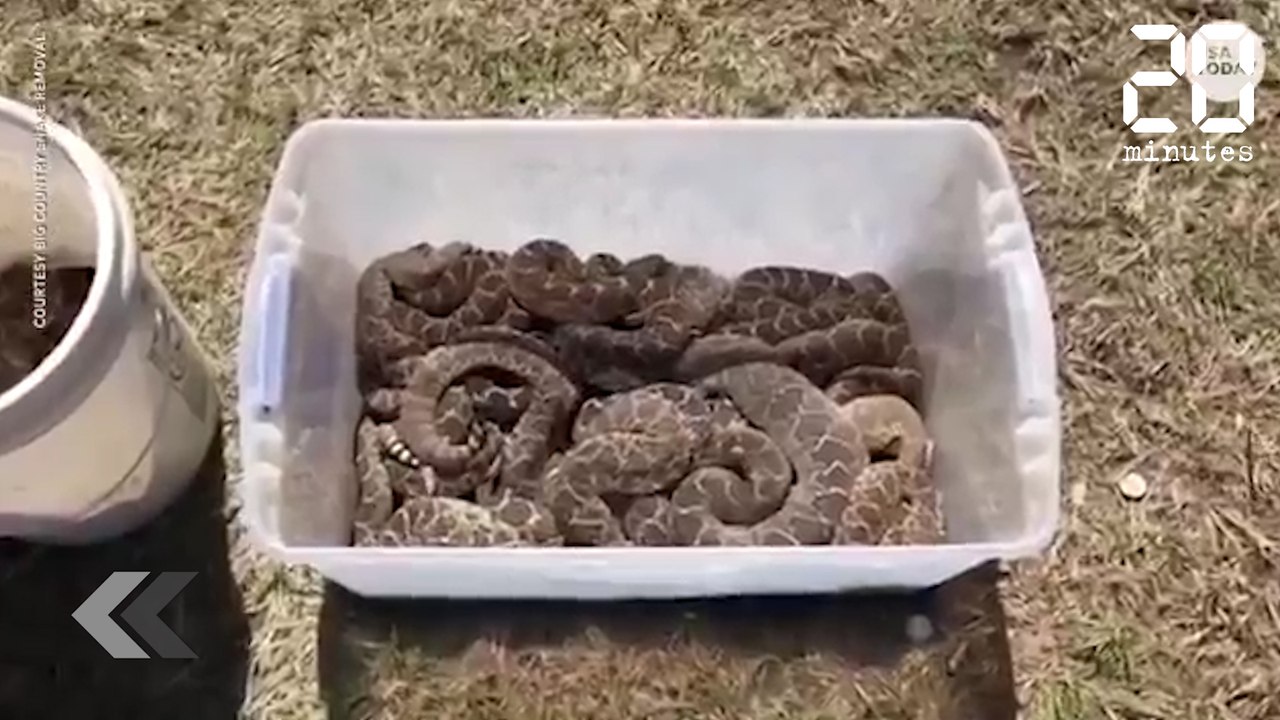 Ils ont trouvé ça sous leur maison... - Le Rewind du Jeudi 21 Mars 2019