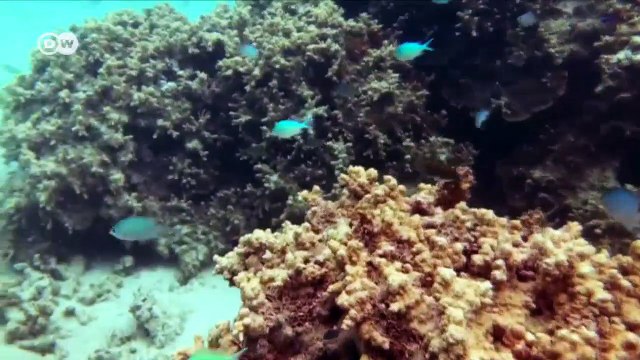 Climate change: the drowning Fiji islands and other world stories | DW Documentary