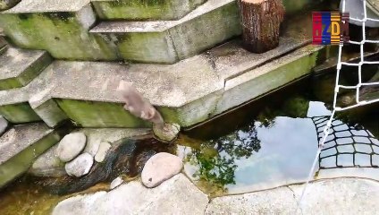 B95- Japanese Macaque,