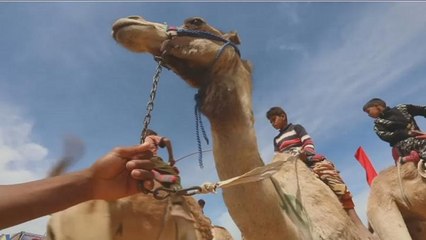 Course de chameaux en Égypte : des enfants face aux robots