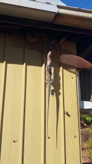 Snake Snacks on a Goanna