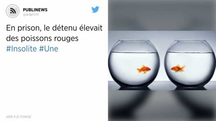 En prison, le détenu élevait des poissons rouges.