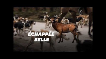 Si la mère de Bambi avait été en zone habitée, elle ne serait pas morte