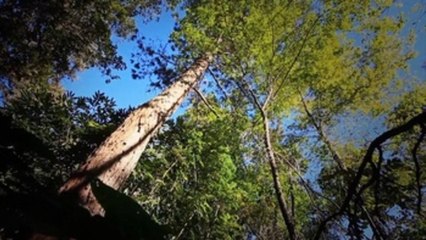 ONU piden cuidar los bosques en el Día Internacional