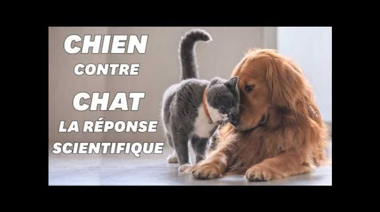 Voilà pourquoi vous préférez les chiens aux chats