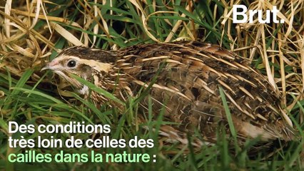 Malades, blessées, entassées... L214 dénonce les conditions d'élevage de 100 000 cailles