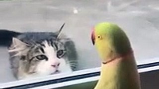 A parakeet plays Peekaboo with a cat