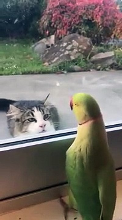 A parakeet plays Peekaboo with a cat