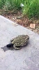 Un crapaud fait un gros caca