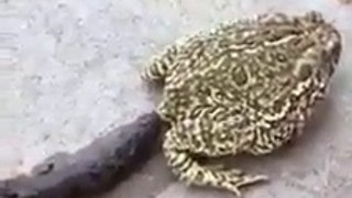 A toad makes a big poop