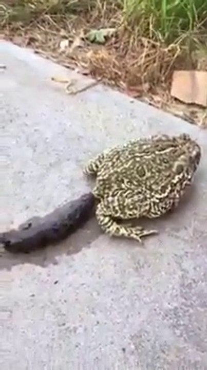 A toad makes a big poop
