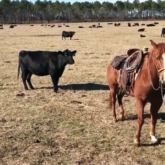 Cavalo não deixa que vaca ataque dono enquanto este trata da sua cria