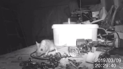 Une souris construit une machine pour conquérir le monde !