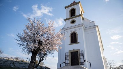 Pécsi mandulafa lett az Év Fája Európában